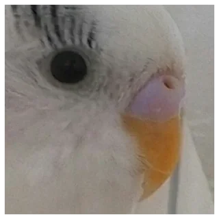 🦋 emoji фловер лилька ванилька Telegram sticker 10 of 77