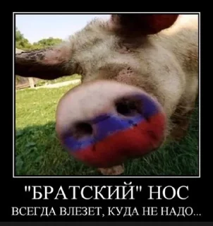 🐽 emoji Русофобия Telegram sticker 9 of 120