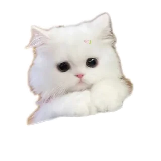 🐱 emoji 🦋 Slow Butterfly Telegram sticker 5 of 12
