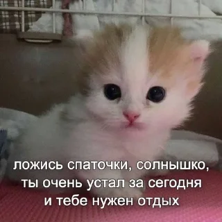 💋 Ce_wwwe, стікер Telegram 18 з 56