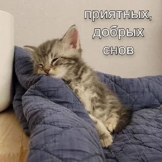 💋 Ce_wwwe, стікер Telegram 6 з 56