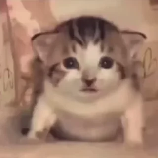 😐 Мур 2, Telegram sticker 17 of 59