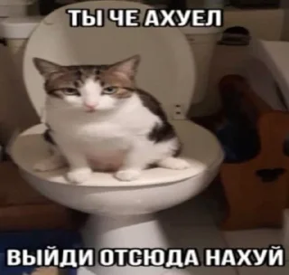 😇 emoji КОТЕНКИ Telegram sticker 23 of 66