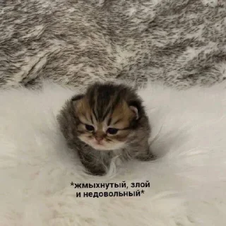 😵 emoji КОТЕНКИ Telegram sticker 16 of 66