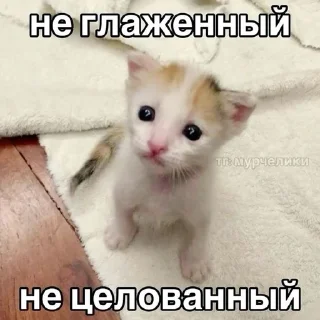 🥺 emoji КОТЕНКИ Telegram sticker 20 of 66