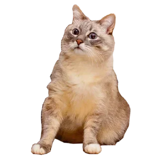 😵 emoji @TVstickers Crazy Telegram sticker 18 of 64