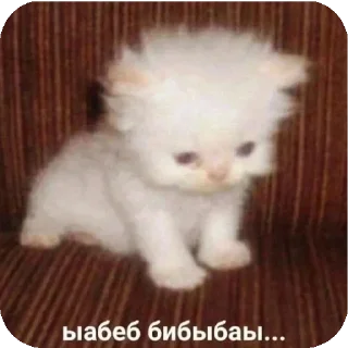 даун