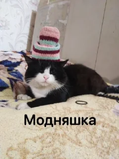 👒 emoji Наши кисики💖 Telegram sticker 10 of 16