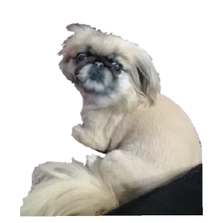 😐 emoji Чери Telegram sticker 15 of 25