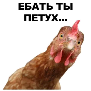 🤘 emoji @TVstickers Birds Telegram sticker 16 of 44