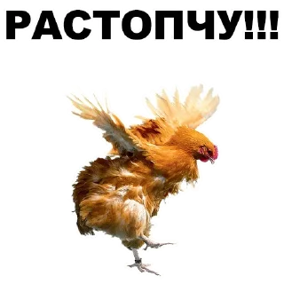 👌 emoji @TVstickers Birds Telegram sticker 9 of 44