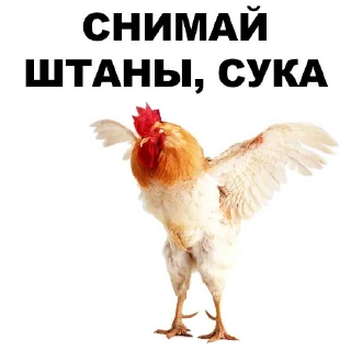 ✌️ emoji @TVstickers Birds Telegram sticker 8 of 44