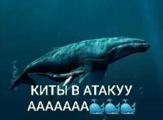 🐳 emoji НЕРИАЛКИ🥵 Telegram sticker 21 of 42