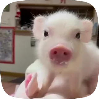 🍤 emoji 🐷 Telegram sticker 9 of 15