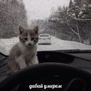 Sticker from котеки бу: @rty3ti