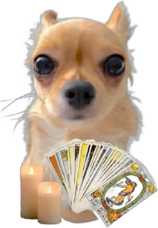 🌟 emoji бэлла хадид Telegram sticker 14 of 24