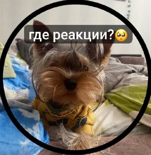 🥺 emoji Майка Telegram sticker 17 of 23