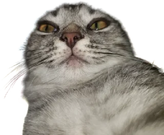 🌟 emoji Леха Telegram sticker 10 of 85