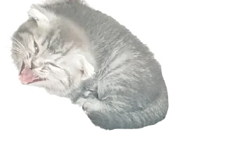 🌟 emoji Леха Telegram sticker 21 of 85