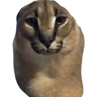 🗿 emoji Большой Шлепа @trafslybot Telegram sticker 15 of 25