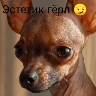 💗 emoji Бебрик Юми Telegram sticker 10 of 26