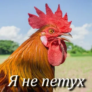 🐔 АУЕ, стікер Telegram 11 з 18