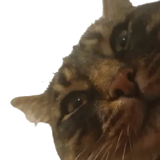 Sticker from КОТЕК Маркус