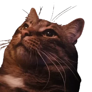 Sticker from КОТЕК Маркус