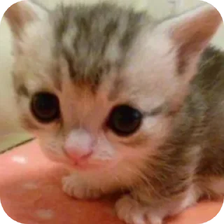 📖 emoji Котек Ири Telegram sticker 17 of 23
