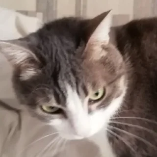 😠 emoji кат кат катюня Telegram sticker 9 of 26