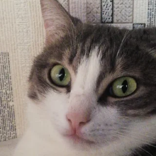 😏 emoji кат кат катюня Telegram sticker 16 of 26