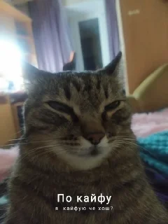 🤪 emoji Биг мамми Telegram sticker 6 of 13