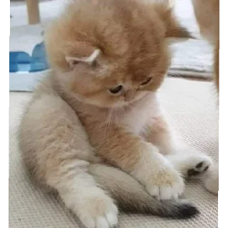 😞 emoji мур Telegram sticker 23 of 60