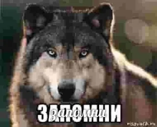 🐺 emoji Волчьи цитаты Telegram sticker 2 of 39