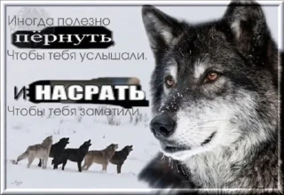 🐺 emoji Волчьи цитаты Telegram sticker 7 of 39