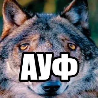 ☝️ emoji @neural_wise_wolf набор #1 Telegram sticker 6 of 82
