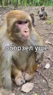 🌟 emoji кируу Telegram sticker 15 of 36