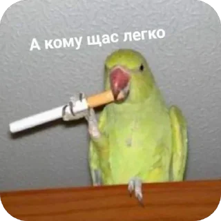 🐦 emoji 📌 Telegram sticker 12 of 27