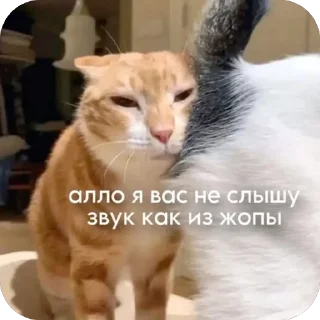🐱 emoji 📌 Telegram sticker 7 of 27