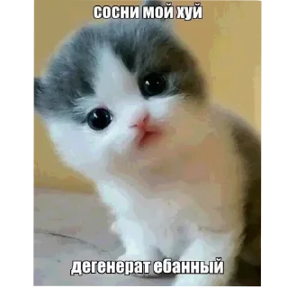 Sticker from Сукин сын