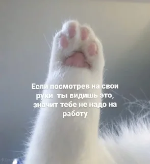 Sticker from Хуй в пальто(@nazymwu)