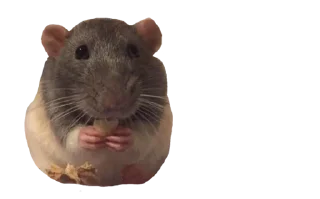 🧸 emoji микро крыски от @velzzie Telegram sticker 5 of 30