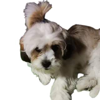 🐶 emoji Мсм Telegram sticker 14 of 16