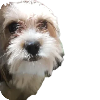 🐶 emoji Мсм Telegram sticker 5 of 16
