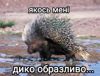 😭 emoji меми від @gwenllianwales Telegram sticker 9 of 96