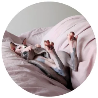 😴 emoji Кори и Мира Telegram sticker 6 of 41