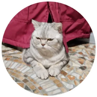 Sticker from Кори и Мира
