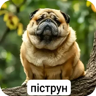🐶 emoji мініт іт кітів Telegram sticker 13 of 24
