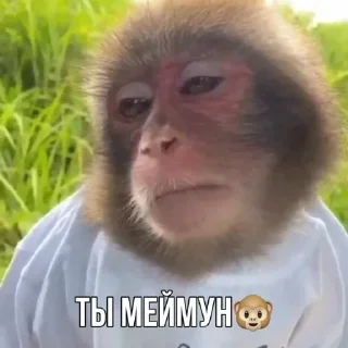 🐵 emoji @kkarmpack часть 2🇦🇲 Telegram sticker 6 of 77