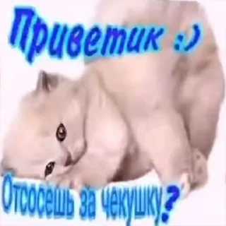 ✋ emoji Шо Telegram sticker 16 of 77